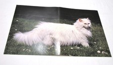 Poster gatto bianco turco