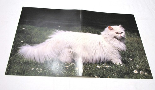 Poster gatto bianco turco