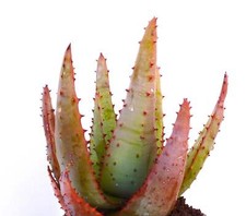 Aloe aculeata SEEDS -  - SEMI