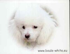 Piccolo Barboncino Bianco