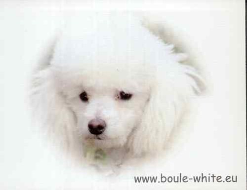 Piccolo barboncino bianco - piccolo,