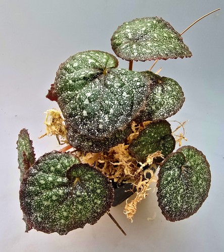 Bellissima begonia speckled - begonia,