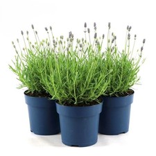 Lavanda "Lavandula