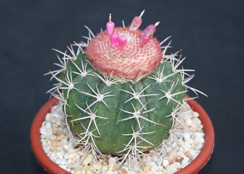 Melocactus peruvianus minima