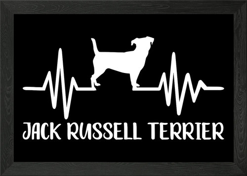 Poster jack russell - jack, con