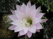 Echinopsis oxygona cactus - echinopsis,