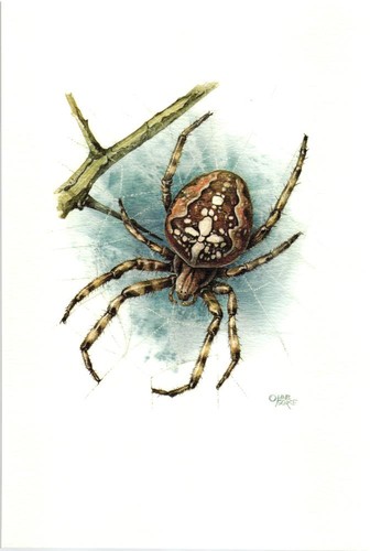 Gartenkreuzspinne araneus - gartenkreuzspinne, (araneus