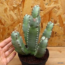 Euphorbia resinifera Vaso 12 cm Cod.2407-19