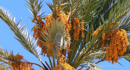 True date palm phoenix - true,
