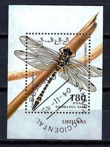 Animali libellule sahara 1995 - libellule,