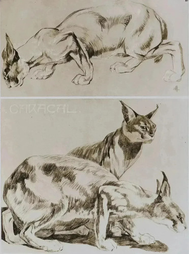 Mathurin meheut caracal - il,