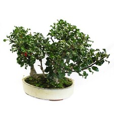 Bonsai Agrifoglio Bosco a 3