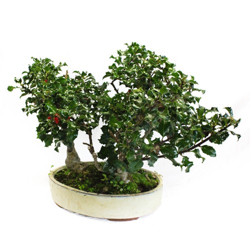 Bonsai agrifoglio bosco 3 - bosco,