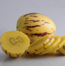 Golden pepino melon seedss - pepino,