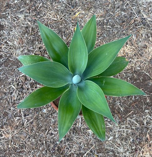 Agave attenuata pianta da - pianta,