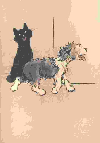 Foto aldin cecil bobtail - aldin,