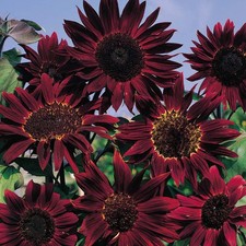 Girasole Prado Red – 30 semi – Ramificato rosso scuro, fioritura ricca, perfetto