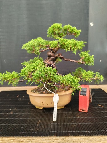Bonsai ginepro itoigawa - bonsai,