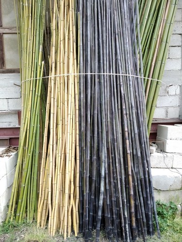 Canne bamboo bambu - bamboo, bambu'