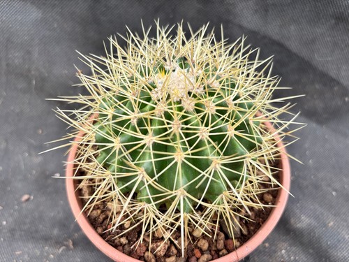 Grusonifero echinocactus - grusonifero, (echinocactus