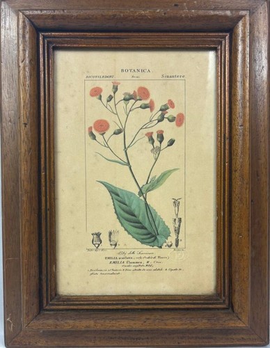 Stampa botanica emilia - stampa,