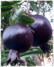 Pianta melograno nero a - pianta,