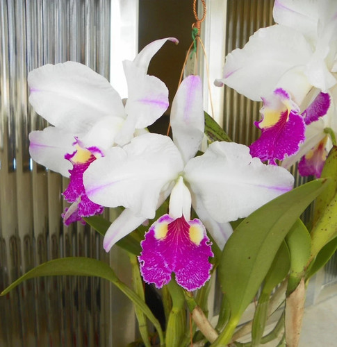 Cattleya lueddemanniana