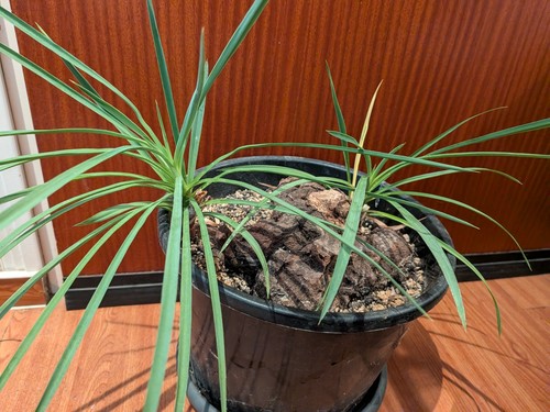 Yucca linearifolia ssp