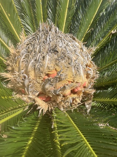 Vendo semi cycas - vendo,