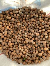 Nocciole fresche da 1kg