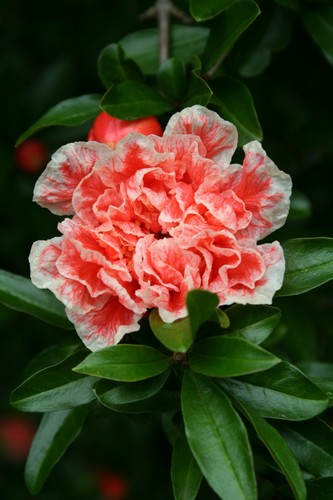 Bellissima pianta ornamentale - bellissima,