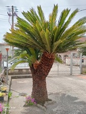 Pianta Di Cycas