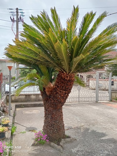 Pianta cycas - di,