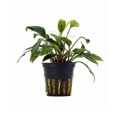 Anubias sagittae vasetto - in,