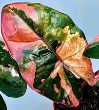 Alocasia Yucatan Principessa