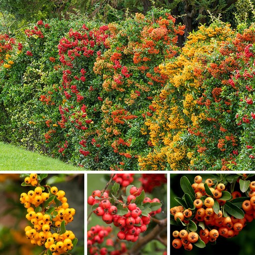Piracanta pyracantha - piracanta, "pyracantha
