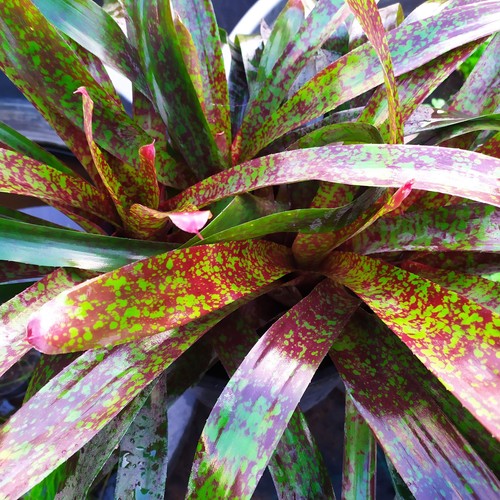 Neoregelia marmorata pianta - neoregelia,