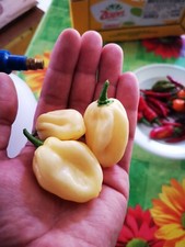 SEMI DI HABANERO WHITE GIANT