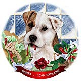 Jack russell wirehair - jack,