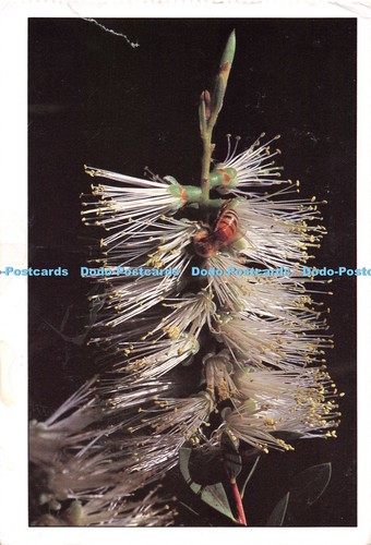 D132077 the bee favourite - d132077,
