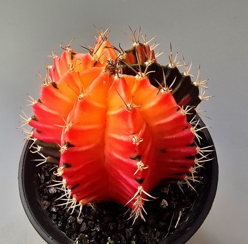Bellissimo cactus fantastico - bellissimo,