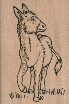 Burro looking sideways 4 x - 1, 3/4