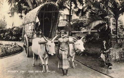 Bullock cart and driver - bullock,