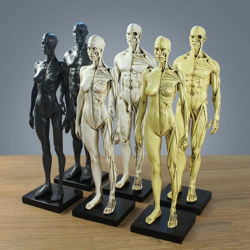 Anatomia umana anatomica testa