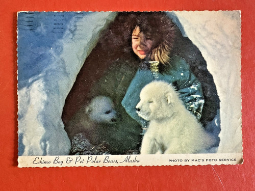 Eskimo boy pet - eskimo, &