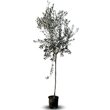 Olivi Ascolana  Olivo da