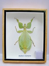 Phyllium sicipholium - vero insetto esotico in vetrina in legno in 3D 