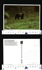 FAUNA OF ABRUZZO NATIONAL PARK