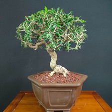 BONSAI  DI OLIVASTRO MAIORCHINO