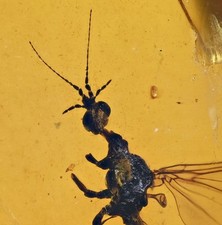 Limoniinae dettagliata (mosca